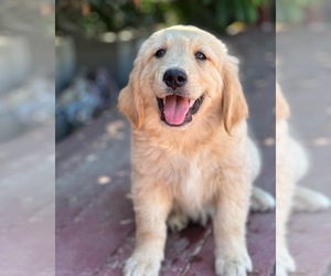 English Cream Golden Retriever Puppy for sale in CAMARILLO, CA, USA