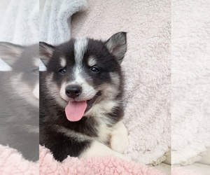 Pomsky Puppy for sale in ORANGE PARK, FL, USA