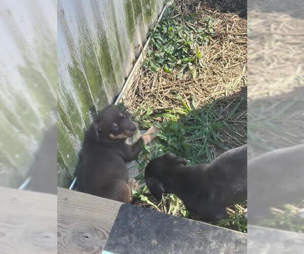 Medium Photo #2 Mutt Puppy For Sale in Evansville, IN, USA