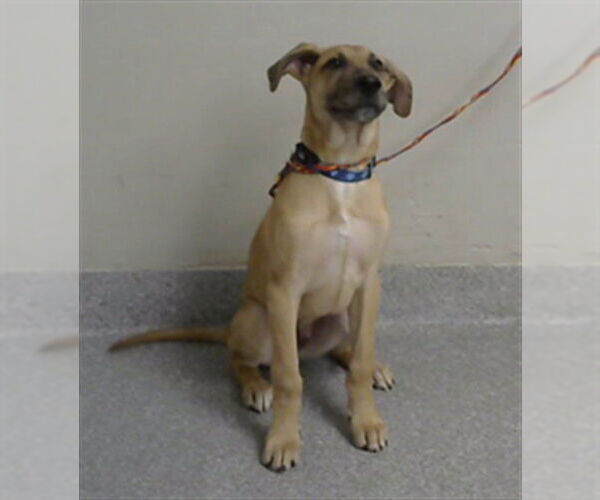 Medium Photo #1 Labrador Retriever-Unknown Mix Puppy For Sale in Pasadena, TX, USA