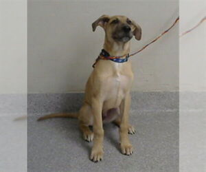 Labrador Retriever Mix Dog for Adoption in Pasadena, Texas USA