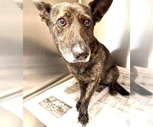 German Shepherd Dog-Unknown Mix Dogs for adoption in Houston, TX, USA