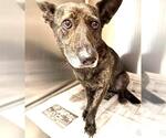 Small German Shepherd Dog Mix