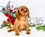 Small Photo #36 Cavalier King Charles Spaniel Puppy For Sale in WAKARUSA, IN, USA