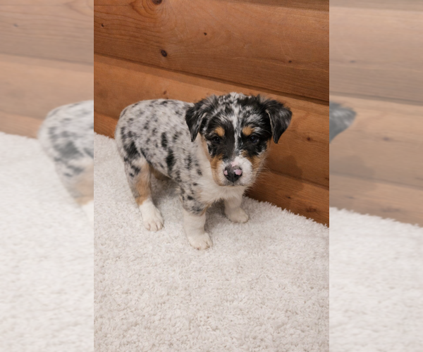 Medium Photo #2 Australian Shepherd Puppy For Sale in MABEL, MN, USA