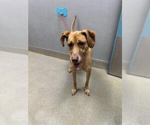 Mutt Dogs for adoption in Las Vegas, NV, USA