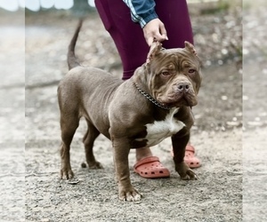 Mother of the American Bully puppies born on 03/04/2025