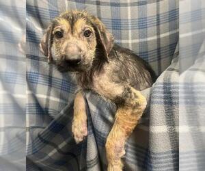 German Shepherd Dog Dogs for adoption in Rosenberg, TX, USA