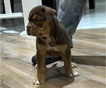 Puppy Diamond Boy Olde English Bulldogge