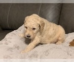 Small #19 Goldendoodle