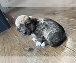 Puppy Marble Chiweenie-Poodle (Toy) Mix