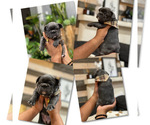 Small Photo #22 French Bulldog Puppy For Sale in ESCONDIDO, CA, USA