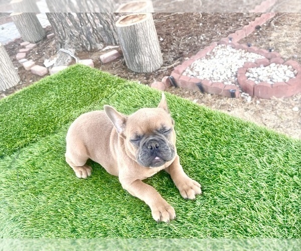 Medium Photo #14 French Bulldog Puppy For Sale in NEWPORT BEACH, CA, USA