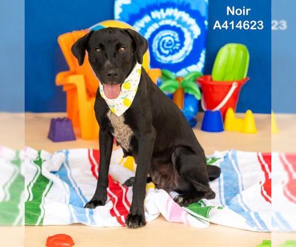 Medium Photo #2 Labrador Retriever-Unknown Mix Puppy For Sale in Conroe, TX, USA