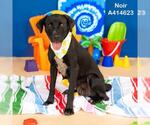 Small #1 Labrador Retriever Mix