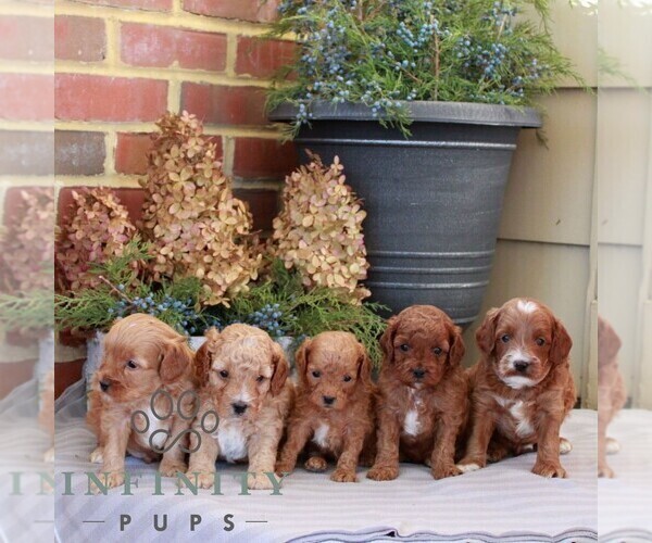 Medium Photo #2 Cavapoo (Miniature) Puppy For Sale in NARVON, PA, USA