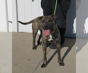 Plott Hound-Unknown Mix Dogs for adoption in Louisville, KY, USA