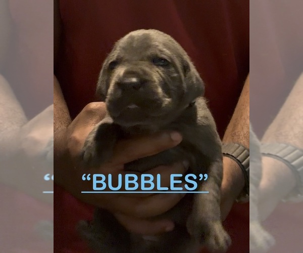 Medium Photo #7 Cane Corso Puppy For Sale in MOUNT MORRIS, MI, USA