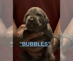 Litter of 8 - Male(s) and Female(s) Cane CorsoLitter of Puppies for Sale - Photo #7