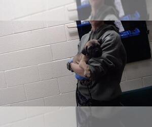 Mutt Dogs for adoption in Denver, CO, USA