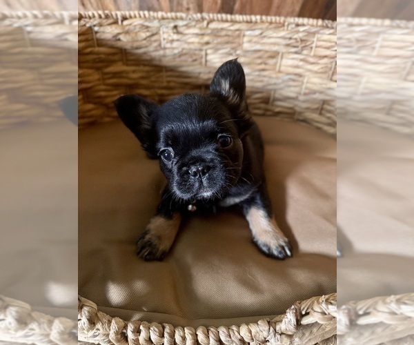 Medium Photo #5 French Bulldog Puppy For Sale in BONNEAU, SC, USA