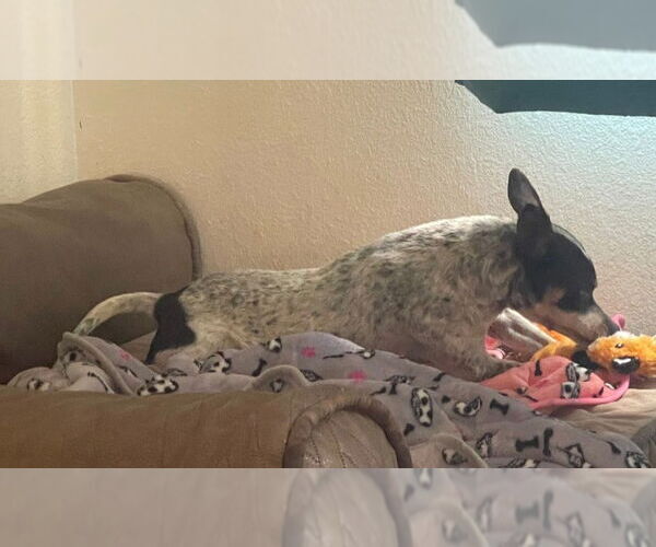 Medium Photo #3 Toy Fox Terrier-Unknown Mix Puppy For Sale in Peralta, NM, USA