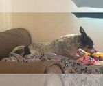 Small #2 Toy Fox Terrier Mix
