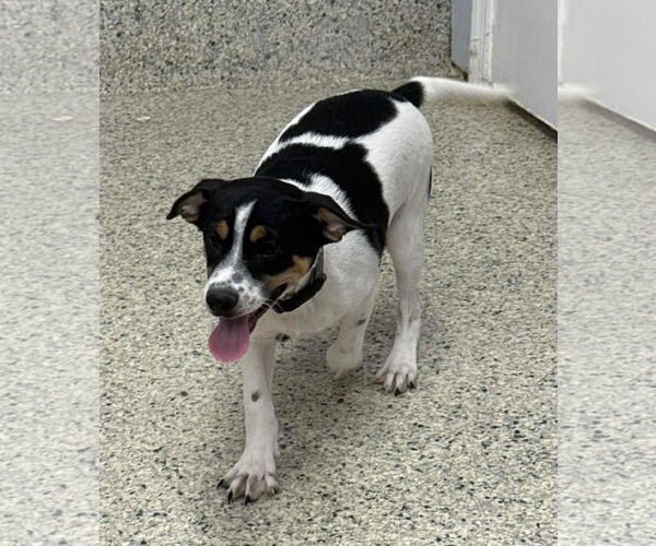 Medium Photo #5 Jack Russell Terrier-Unknown Mix Puppy For Sale in Mechanicsburg, PA, USA