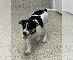 Small #4 Jack Russell Terrier Mix