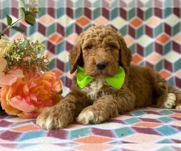 Medium Photo #4 Goldendoodle (Miniature) Puppy For Sale in LANCASTER, PA, USA