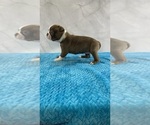 Small Photo #7 Boston Terrier Puppy For Sale in TULARE, CA, USA