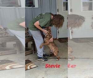 Stevie - Female Mutt Dog for Adoption - Photo #4