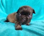 Small #10 French Bulldog
