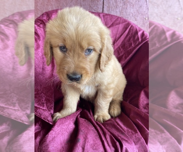 Medium Photo #12 Golden Retriever Puppy For Sale in WESTMINSTER, SC, USA