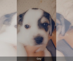 Schneagle Puppy for sale in DILLWYN, VA, USA