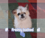 Small Photo #3 ShiChi Puppy For Sale in The Woodlands, TX, USA