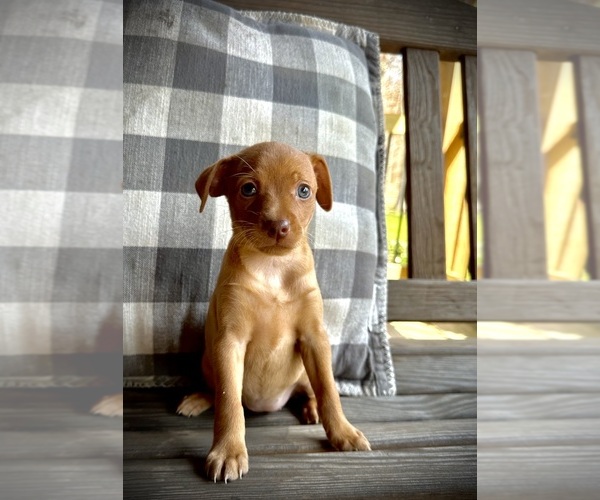 Medium Photo #2 Miniature Pinscher Puppy For Sale in ACCIDENT, MD, USA