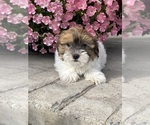 Small Havanese