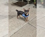 Small #3 Chihuahua