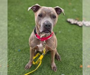 Mutt Dogs for adoption in Las Vegas, NV, USA