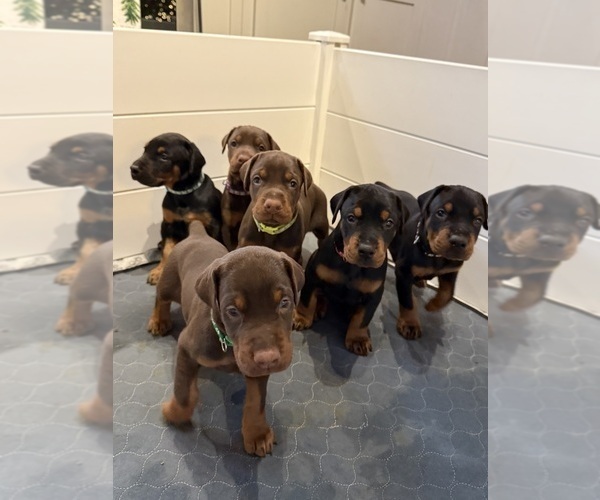 Medium Photo #1 Doberman Pinscher Puppy For Sale in COOKEVILLE, TN, USA