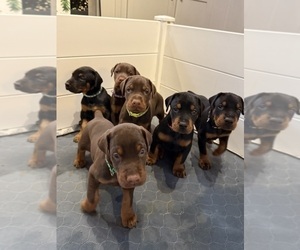 Doberman Pinscher Litter for sale in COOKEVILLE, TN, USA