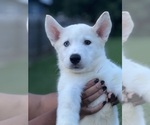 Puppy Gojo Siberian Husky