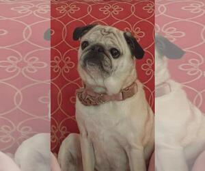 Pug Dogs for adoption in Elizabeth City, NC, USA