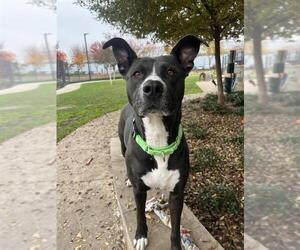 Mutt Dogs for adoption in Elk Grove, CA, USA