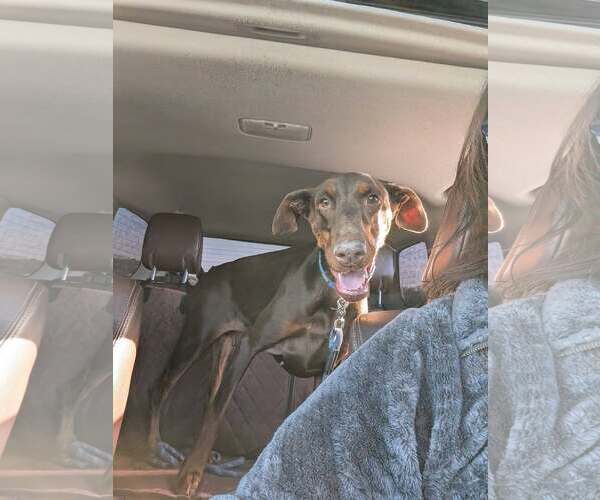 Medium Photo #7 Doberman Pinscher Puppy For Sale in Buffalo, MN, USA