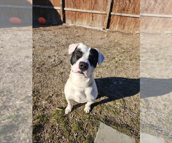 Medium Photo #7 Mutt Puppy For Sale in Evansville, IN, USA