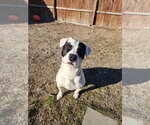 Small #6 Mutt