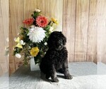 Puppy Miley Poodle (Standard)