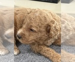 Small #5 Goldendoodle (Miniature)